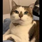 Mačka s pego v obliki božičnega drevesca navdušuje splet