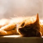 Zakaj mačke najpogosteje spijo na levi strani?