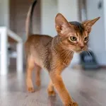 Pravi razlog, zakaj vaša mačka ponoči teka po hiši – in kaj vam s tem v resnici sporoča