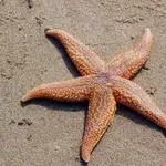 13 neverjetnih dejstev o morskih zvezdah, ki vas bodo osupnila