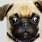 Ne gre za trmo, temveč značaj: pasme psov, ki so slabše učljive