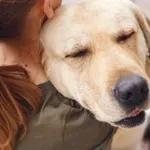 Pet pasem psov, ki vas resnično razumejo: to so najbolj čustveno inteligentni psi po mnenju veterinarjev