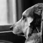 Najtežji trenutki lastnika: kako prepoznati, da pes umira, in mu olajšati zadnje dni