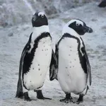 Neverjetna dejstva o pingvinih, ki se jih niste učili v šoli