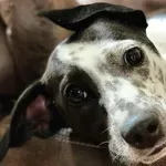 Tako petarde vplivajo na psa – posledice so hujše, kot si mislite