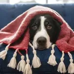 Imate psa doma? Tega pozimi ne smete spregledati