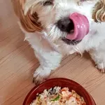 Ali lahko psi jedo riž? Veterinarji razkrivajo, kdaj je priporočljiv in kdaj ne