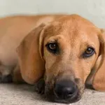 Pet vedenj, s katerimi lastniki nehote žalostijo svoje pse