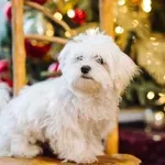 Veterinar opozarja: 5 nevarnosti, ki med prazniki ogrožajo hišne ljubljenčke