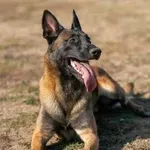 Vse o belgijskem malinoisu: značaj, nega in komu je sploh namenjen