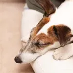 Kako prepoznati bolečino pri psu in mu pravočasno pomagati