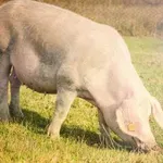 Kako dolgo je breja domača svinja?