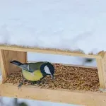 Ali lahko ptice hranimo s kruhom?