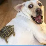 Psi, ki so nas nasmejali do solz: kompilacija najbolj smešnih pasjih trenutkov