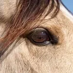 Zakaj imajo konji oči ob strani glave? Razlog se skriva v …