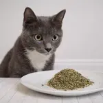 Mačke prvič v življenju poskusijo mačjo meto in nasmejijo svet