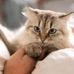 4 pogosti miti o mačkah, ki jih je znanost dokončno ovrgla