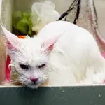 Zakaj večina mačk ne mara vode (in zakaj nekatere jo)