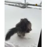 Maček je ob prvem stiku s snegom takoj obupal