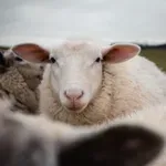 Ovce so veliko več kot le čreda: 5 zanimivih dejstev, ki vas bodo presenetila