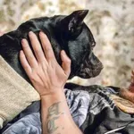 Neustrašni psi čuvaji: 10 najbolj zvestih pasem, ki bi brez oklevanja zaščitile svoje lastnike