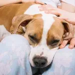 Ali ima vaš pes alergijo na hrano? Znaki, vzroki in rešitve, ki jih morate poznati