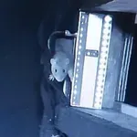 Kamera ujela neverjeten prizor: podgana ulovila netopirja v zraku