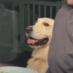 Video, ki dokazuje, da so zlati prinašalci pravi mali geniji