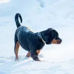 Kako ugotoviti, ali je pes premražen? To so ključni znaki