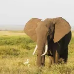 Zakaj imajo sloni tako velika ušesa? Razlogi so fascinantni