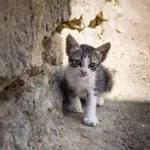 Neverjetno potovanje mucka iz Turčije v Nemčijo: brez hrane in vode preživel dneve