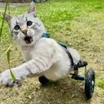 Paraliziran mucek dokazuje, da ljubezen premaga vse ovire