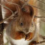 Kam veverice skrijejo tisoče oreščkov in kako jih sploh najdejo?