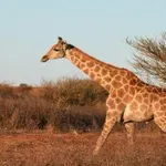 Zanimivosti o žirafah, ki vas bodo presenetile