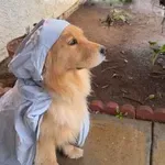 Dež mu je pokvaril sprehod – reakcija zlatega prinašalca je osvojila splet