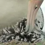 Ljubek video: Albatros čisti svojega pravkar izvaljenega mladička