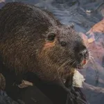 9 zanimivih dejstev o bobrih, ki vas bodo presenetila