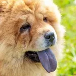 Zakaj ima pasma psa chow chow modri jezik?