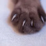 Ali vaša mačka potrebuje striženje krempljev?