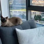 Ali je lahko mačka srečna v majhnem stanovanju? Kaj pravijo veterinarji