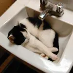 Zakaj mačke rade spijo v umivalniku? Razlog vas bo presenetil