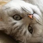 Kdaj so mačke prišle v Evropo in kdo jim je pri tem pomagal?