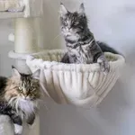 Tako izgleda življenje z najbolj priljubljeno pasmo mačk