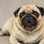 5 pasem psov z najkrajšo življenjsko dobo: ena redko živi dlje od petih let