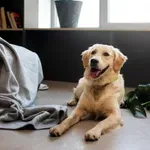 Kako vzgojiti mirnega psa v bloku ali stanovanju?