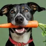 So psi res primerni za vegetarijansko prehrano?