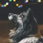 Ali psi vidijo duhove? Znanstvena razlaga vas bo presenetila