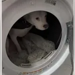 Nevihta jo je prestrašila – našla je popolno skrivališče