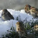 Kako se ptice pozimi grejejo?