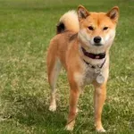 Neverjetna zgodba o izvoru pasme Shiba Inu